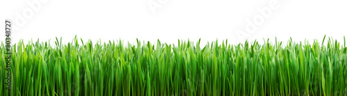 Plakat natura trawa świeży