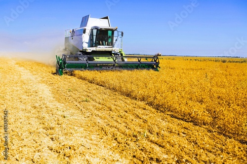 Plakat rolnictwo ziarno pole pszenica