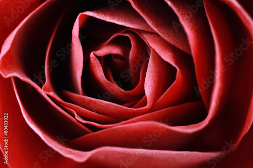 Fototapeta wzór obraz świeży kwiat miłość