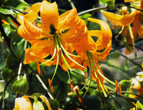 Fototapeta piękny pyłek ogród kwiat natura