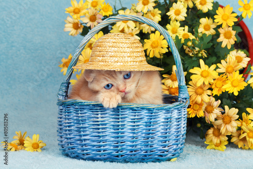 Fototapeta Kociak w niebieskim koszyk i żółte kwiaty