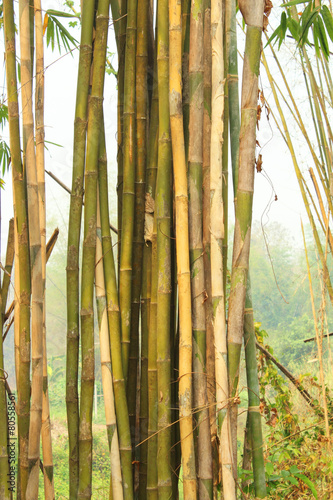 Obraz na płótnie bambus azja ornament księżyc