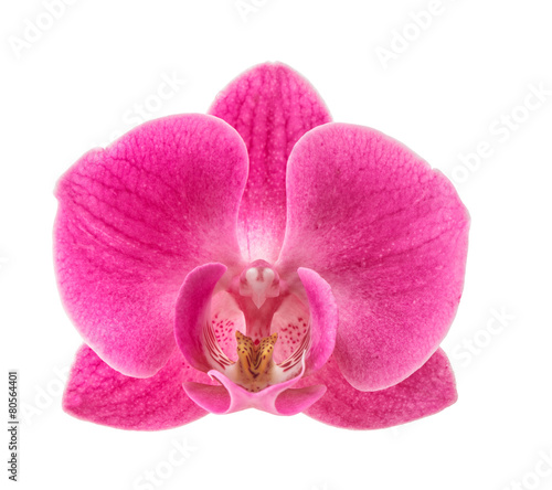 Fotoroleta kwiat storczyk piękny tropikalny świeży