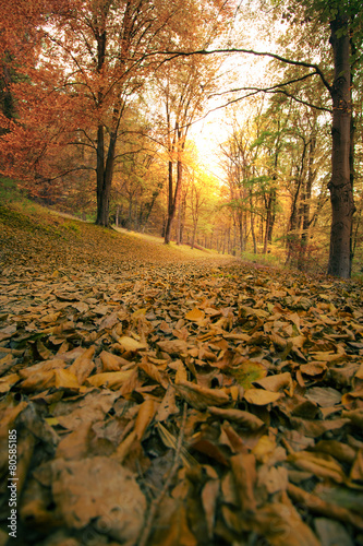 Fototapeta słońce las park natura jesień