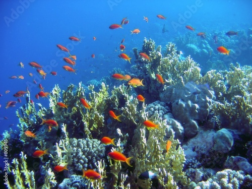 Fotoroleta koral egipt ryba świat