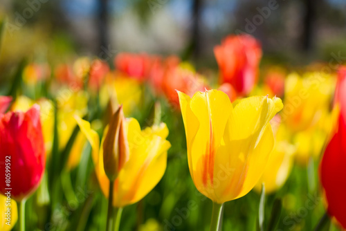 Naklejka ogród świeży kwiat tulipan pole