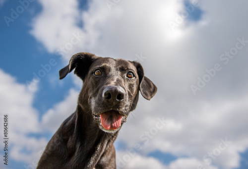 Fotoroleta Labrador na tle nieba