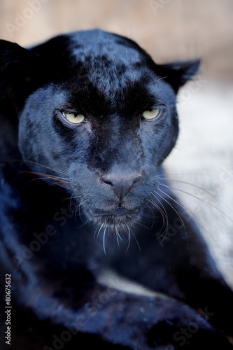 Fototapeta natura jaguar ssak