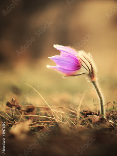 Fototapeta węgry kwiat trawa roślina
