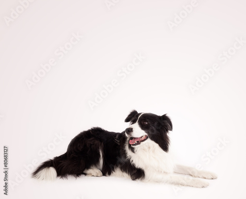 Fotoroleta zwierzę pies ładny kreatywność stojący