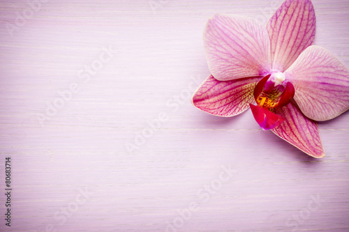 Fototapeta pąk spokojny kwiat roślina