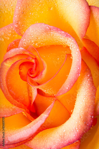 Plakat lato miłość rosa roślina piękny