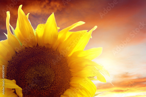 Plakat kwitnący pejzaż niebo piękny słonecznik