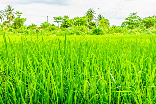 Obraz na płótnie trawa jedzenie warzywo tajlandia pole