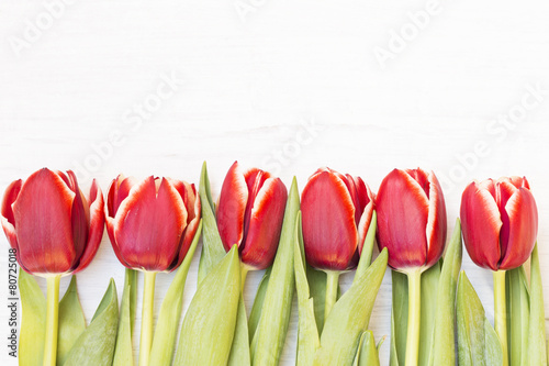 Fototapeta pąk roślina ogród tulipan natura