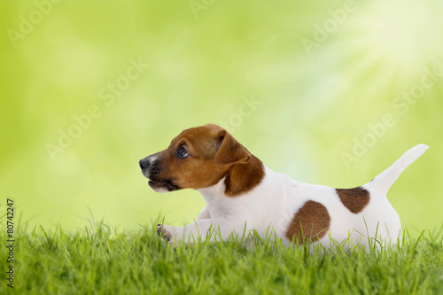 Fotoroleta Biegnący terrier
