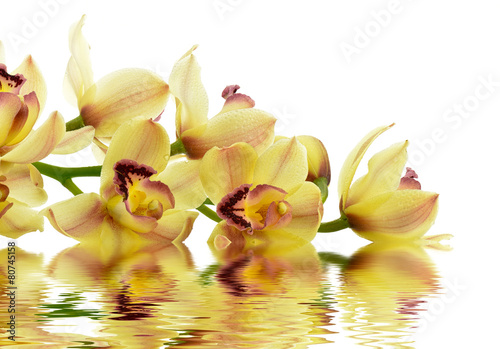 Plakat kwiat storczyk kwitnący roślina woda