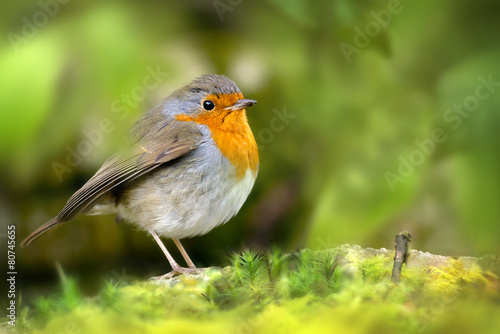 Fototapeta ptak piękny zwierzę oko