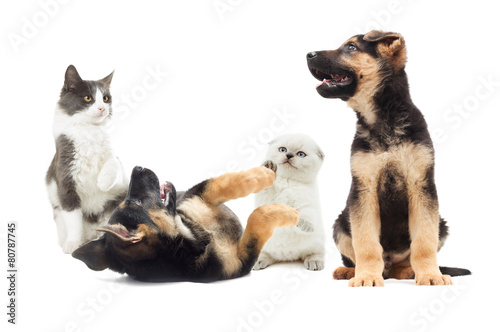 Obraz na płótnie ładny pies szczenię kot zwierzę