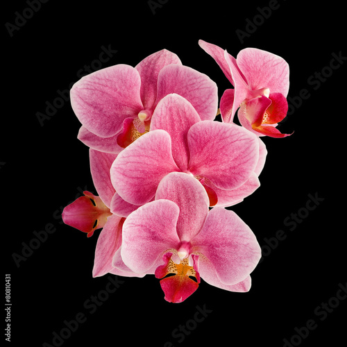 Naklejka natura orhidea kwitnący egzotyczny storczyk