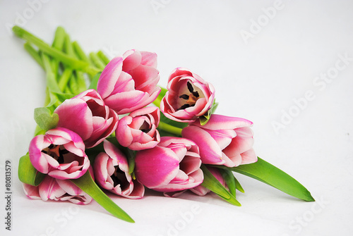 Fototapeta vintage tulipan kwiat