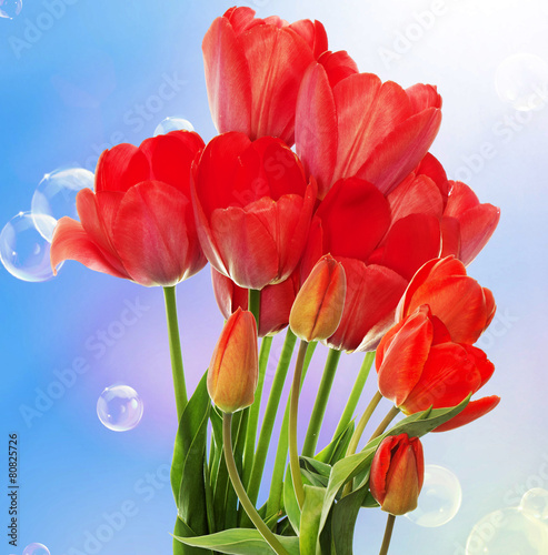 Fotoroleta obraz tulipan kwiat pąk ogród