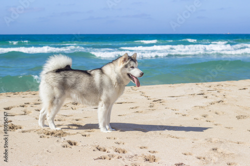 Fotoroleta Eskimoski dog na plaży