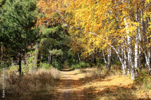 Plakat jodła las jesień widok