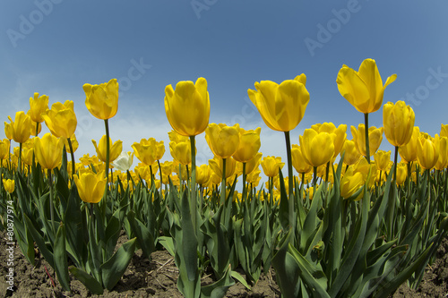 Fotoroleta perspektywa tulipan ludzie