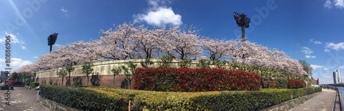 Naklejka tokio roślina japonia sakura wesoły