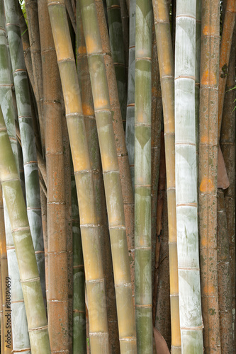 Naklejka bambus azjatycki roślina łodyga