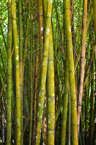 Fotoroleta azja roślinność las bambus