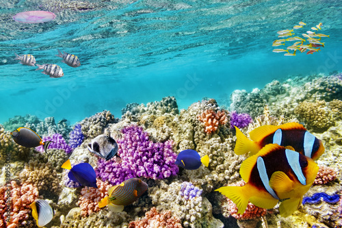 Fotoroleta morze ogród krajobraz meduza malediwy
