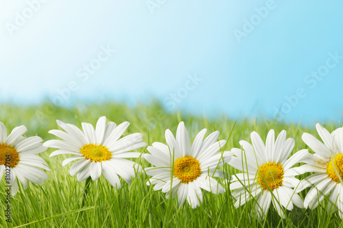 Plakat kwiat natura rumianek trawa pole