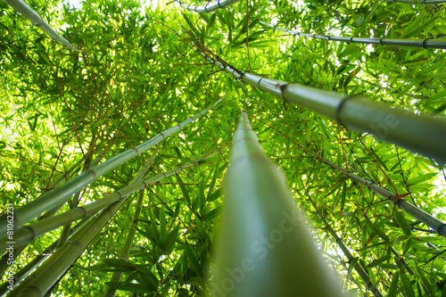 Obraz na płótnie tropikalny bambus azja