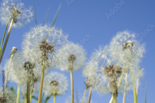 Fotoroleta mniszek kwiat niebo owoc trawa