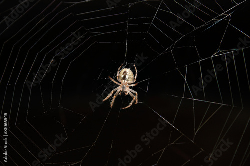 Naklejka pająk zwierzę natura noc czarny
