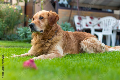 Plakat Pies na trawniku