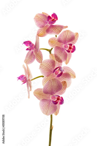 Plakat ogród storczyk orhidea pąk egzotyczny