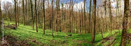 Naklejka las zdrowie natura
