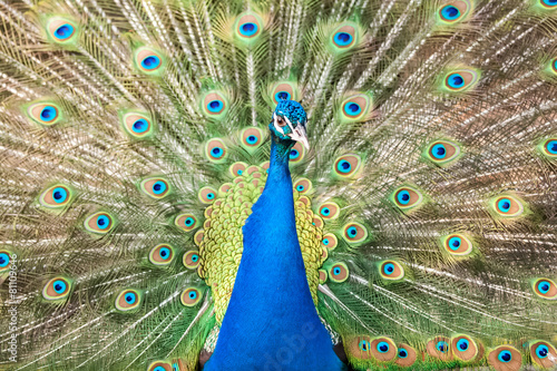 Plakat ptak oko piękny ładny