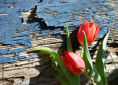 Plakat tulipan dąb kwiat roślina