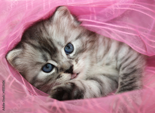Plakat Kociak w różowym tiulu