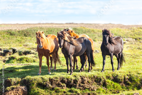 Obraz na płótnie islandia ranczo pole widok