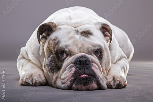 Naklejka Leżący bulldog