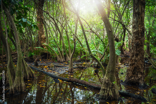 Obraz na płótnie las dominikana natura dziki