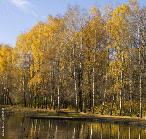 Obraz na płótnie jesień brzoza park las