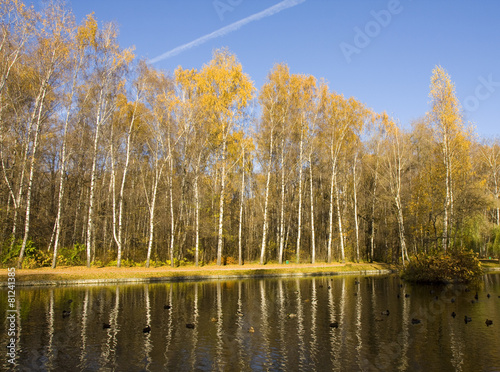 Fototapeta jesień pejzaż brzoza woda