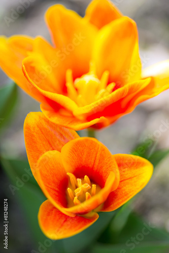 Fototapeta natura tulipan europa