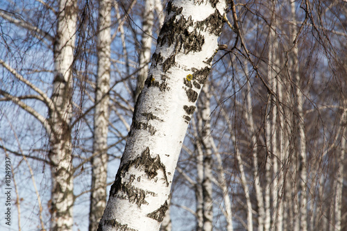 Fotoroleta śnieg natura park brzoza